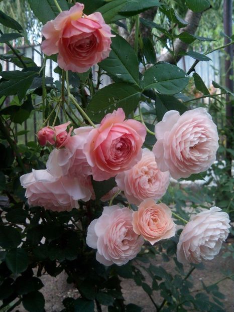 William Morris - Rose