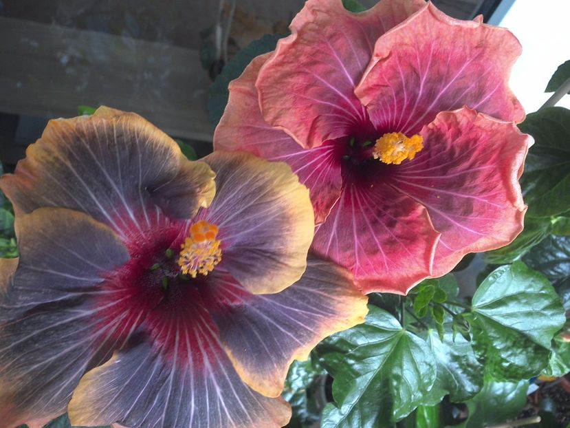 WIN_20170617_113632 - 03Hibiscus