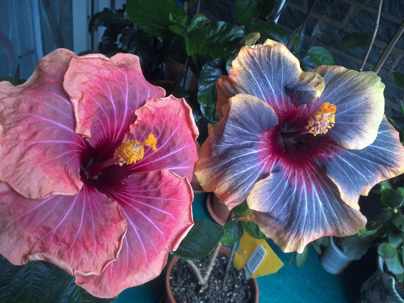 WIN_20170617_115820 - 03Hibiscus