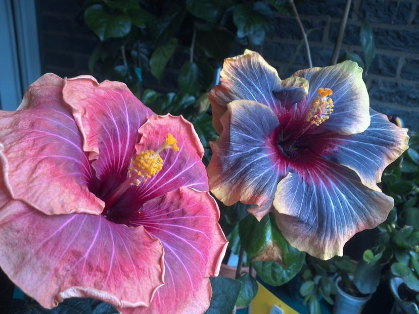 WIN_20170617_115846 - 03Hibiscus