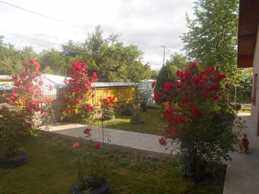  - G FLORI DE GRADINA