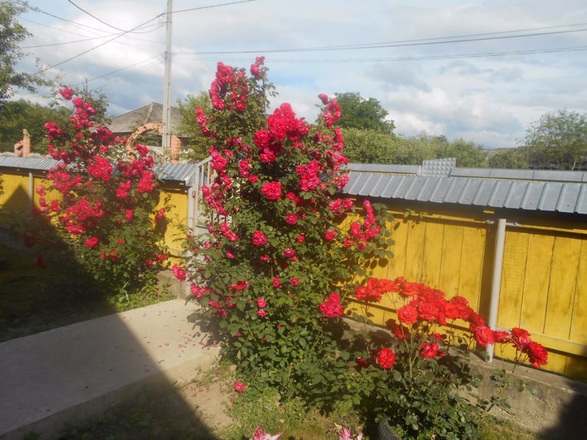  - G FLORI DE GRADINA