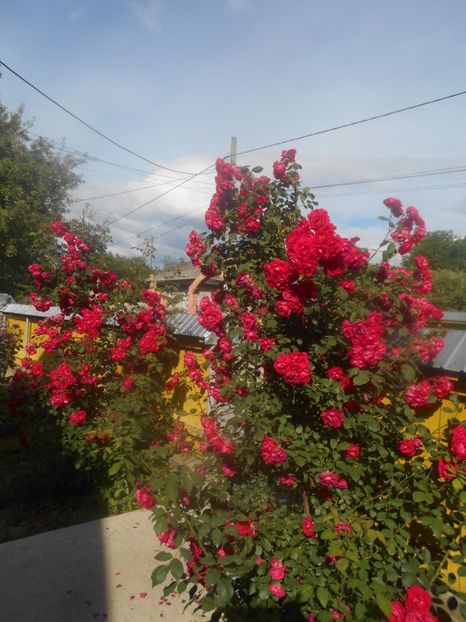  - G FLORI DE GRADINA