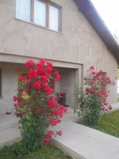  - G FLORI DE GRADINA