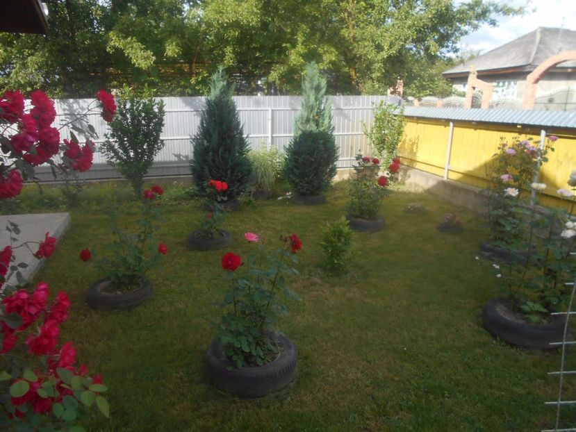  - G FLORI DE GRADINA