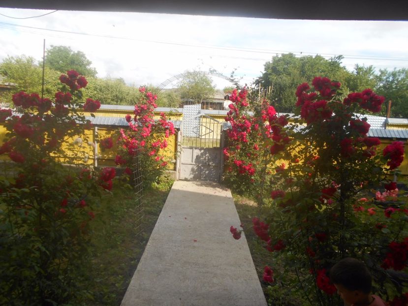  - G FLORI DE GRADINA