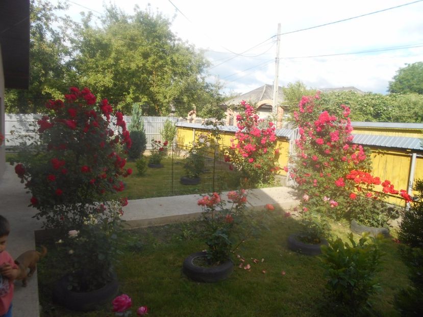  - G FLORI DE GRADINA