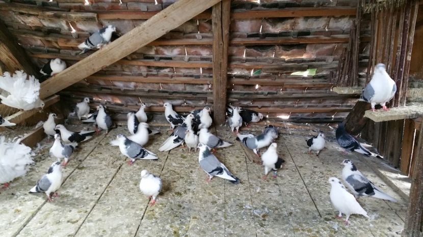  - -Matca 2017 jucatori de galati