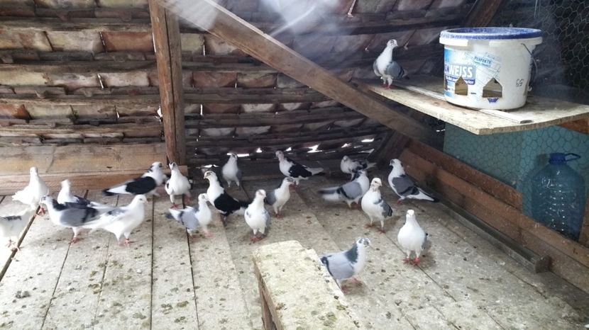  - -Matca 2017 jucatori de galati