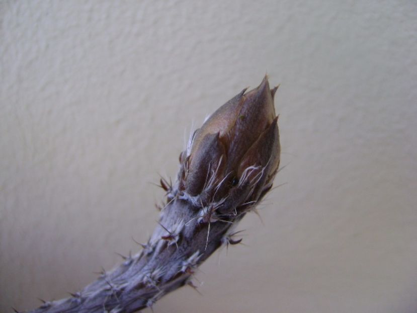 Pterocactus tuberosus, detaliu - Cactusi 2017 bis