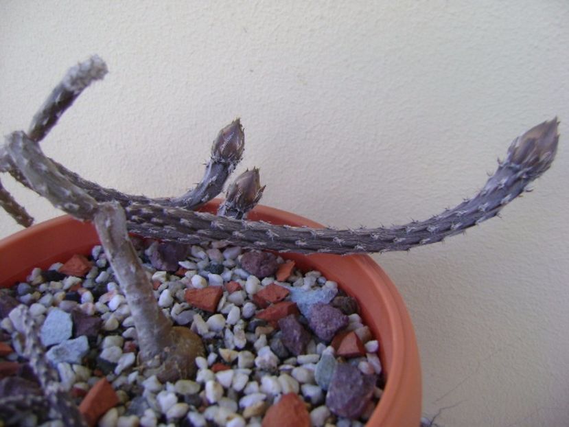 Pterocactus tuberosus - Cactusi 2017 bis
