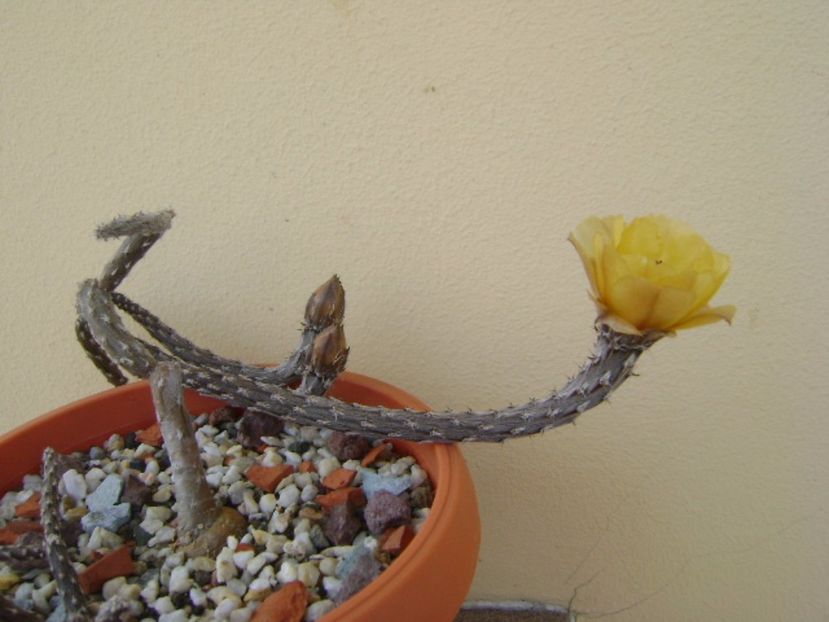 Pterocactus tuberosus - Cactusi 2017 bis