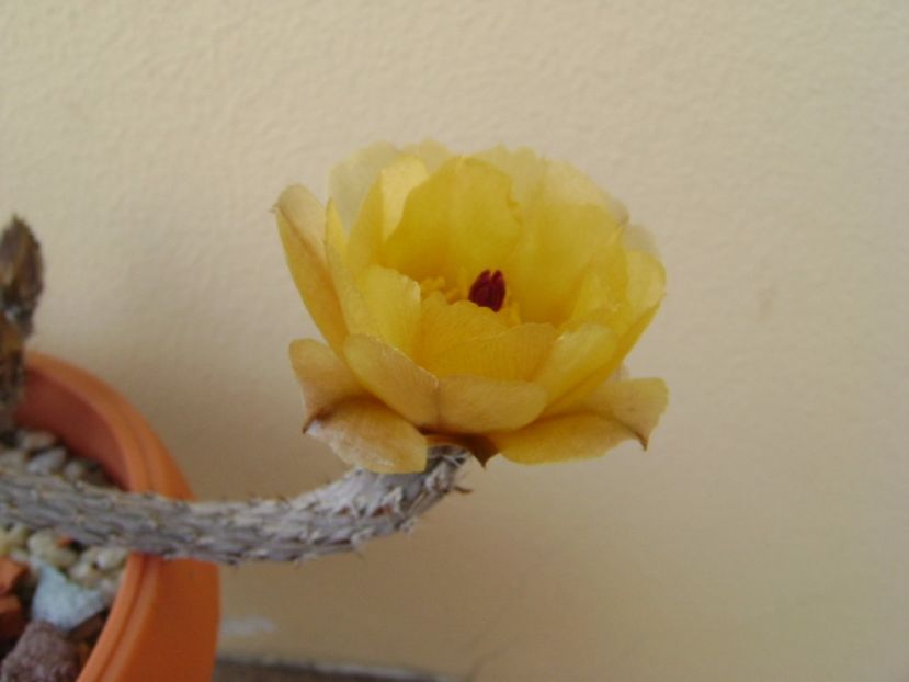 Pterocactus tuberosus - Cactusi 2017 bis