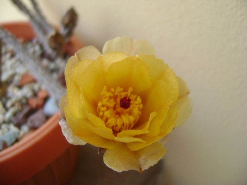Pterocactus tuberosus - Cactusi 2017 bis