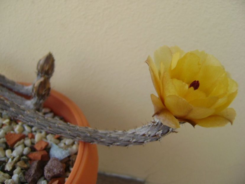 Pterocactus tuberosus - Cactusi 2017 bis