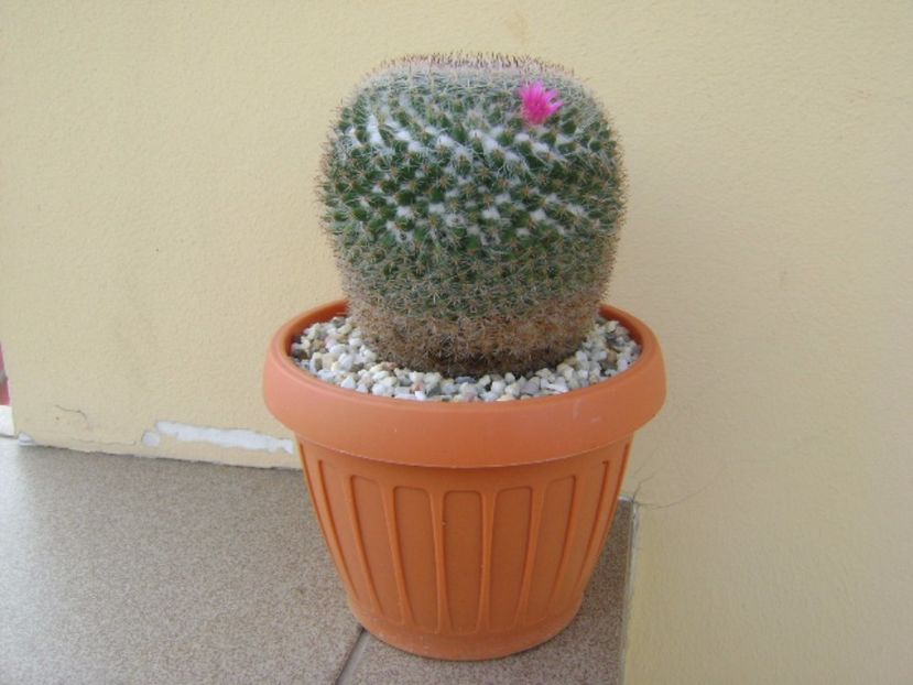 Mammillaria hahniana - Cactusi 2017 bis