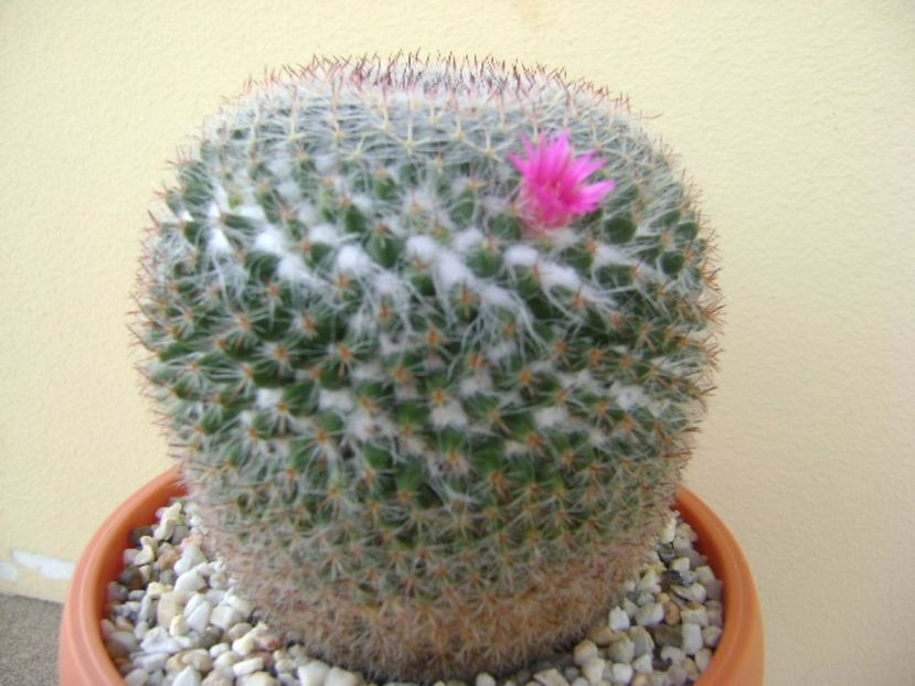 Mammillaria hahniana - Cactusi 2017 bis