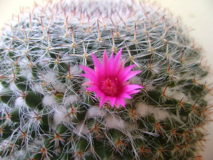 Mammillaria hahniana - Cactusi 2017 bis
