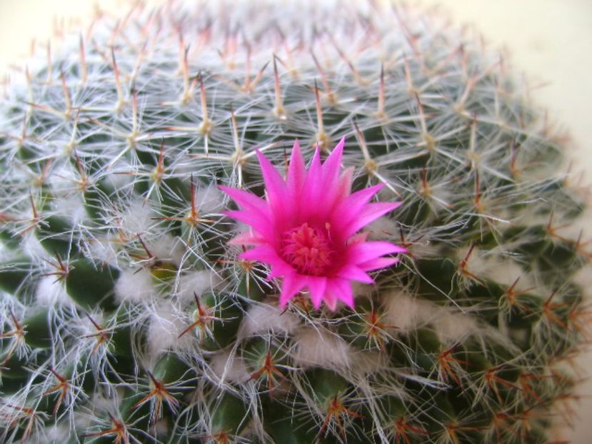 Mammillaria hahniana - Cactusi 2017 bis