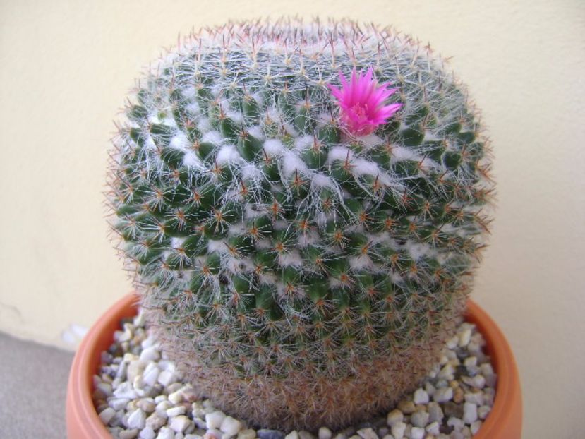Mammillaria hahniana - Cactusi 2017 bis