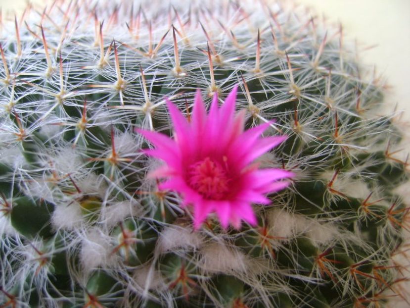 Mammillaria hahniana - Cactusi 2017 bis