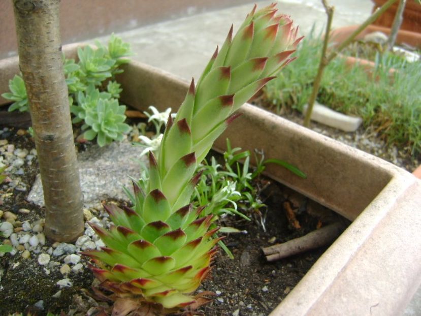 Sempervivum, boboc - Primavara 2017 bis