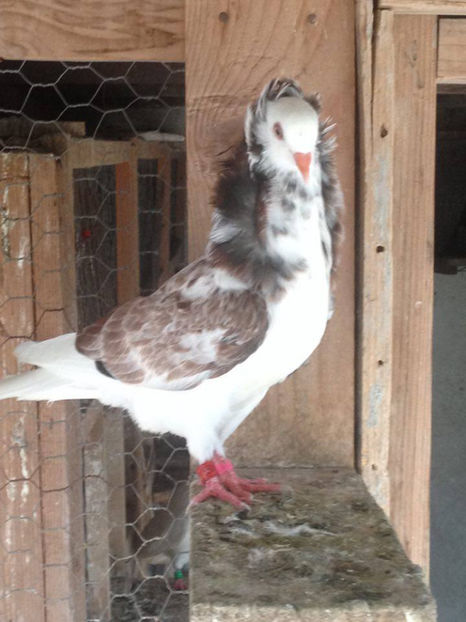  - a-Pui Capucini 2017