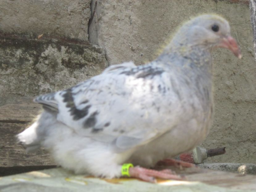 LONDRA F 2017!! - PUII 2017 DIN LA FABRICA