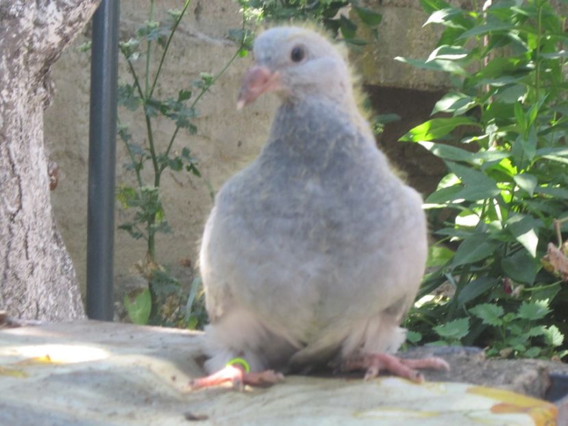 LONDRA!! - PUII 2017 DIN LA FABRICA