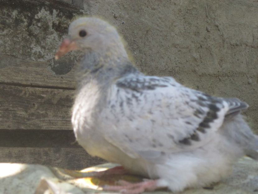 LONDRA - PUII 2017 DIN LA FABRICA