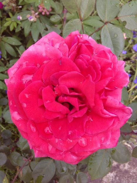  - TRANDAFIRI 2017_2018