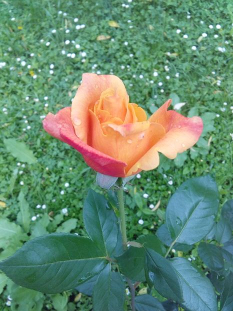  - TRANDAFIRI 2017_2018