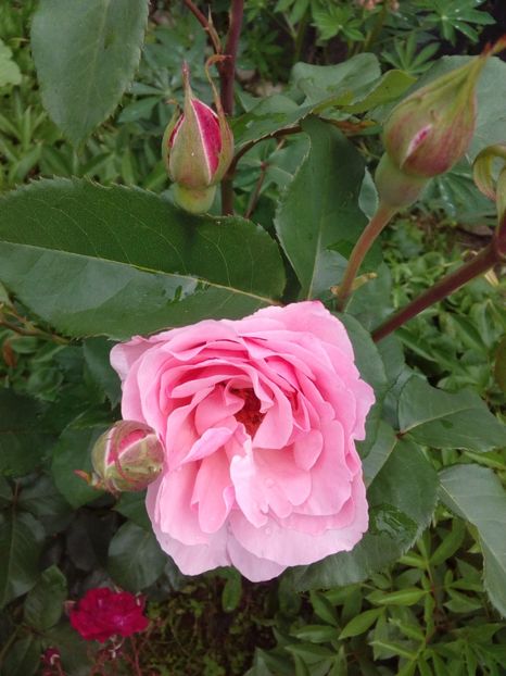  - TRANDAFIRI 2017_2018