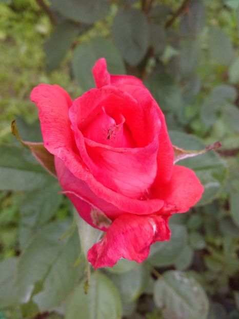  - TRANDAFIRI 2017_2018