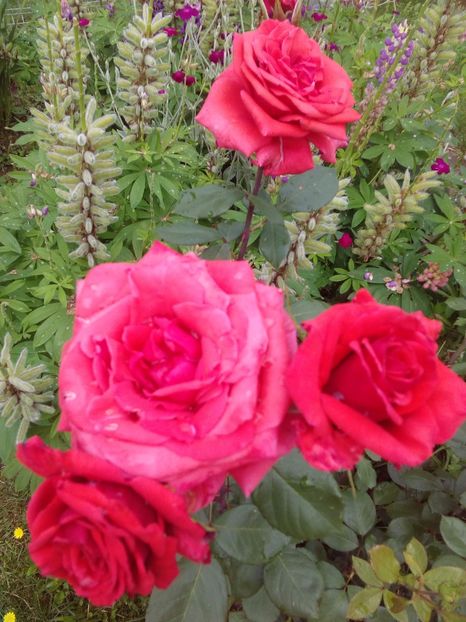  - TRANDAFIRI 2017_2018