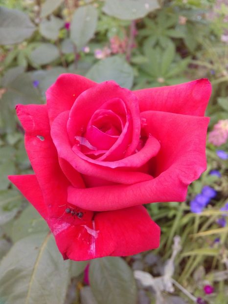  - TRANDAFIRI 2017_2018