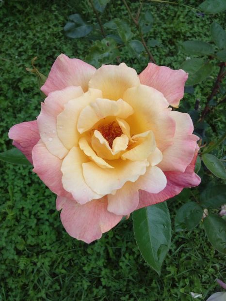  - TRANDAFIRI 2017_2018