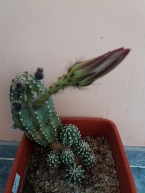  - Florile mele IUNIE 2017