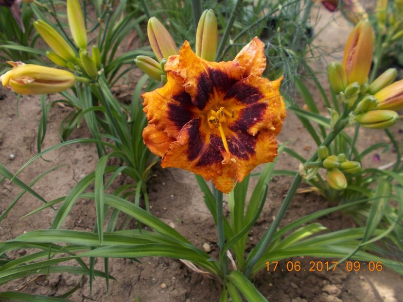 madeline nettles - HEMEROCALLIS 2017