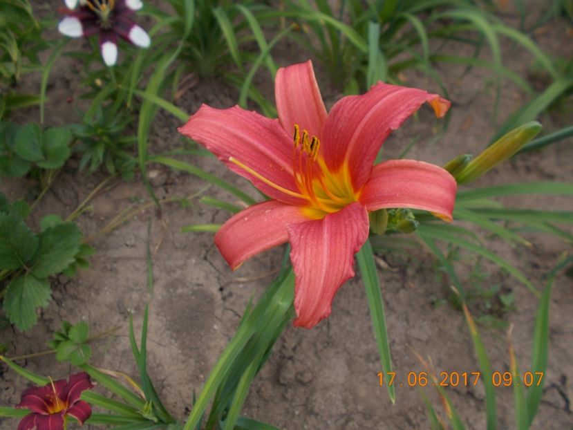  - HEMEROCALLIS 2017