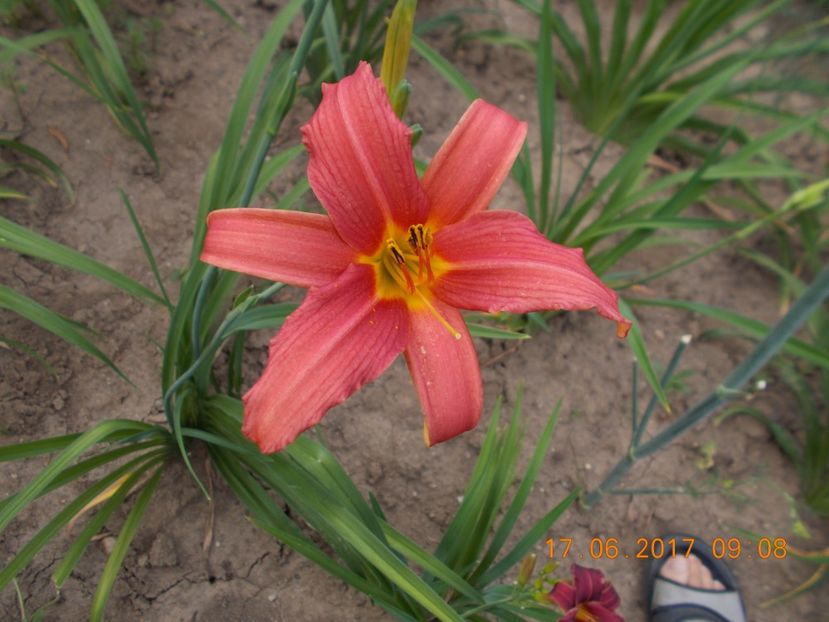  - HEMEROCALLIS 2017