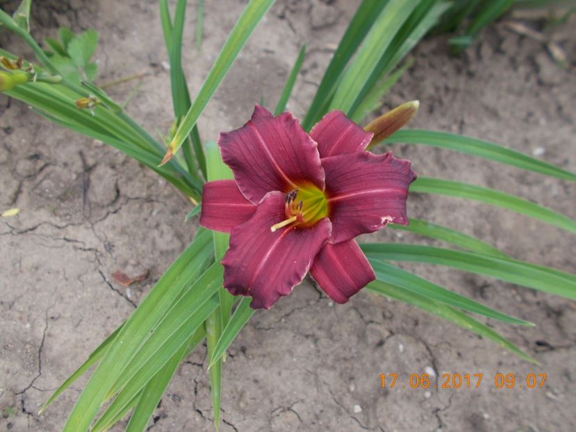  - HEMEROCALLIS 2017