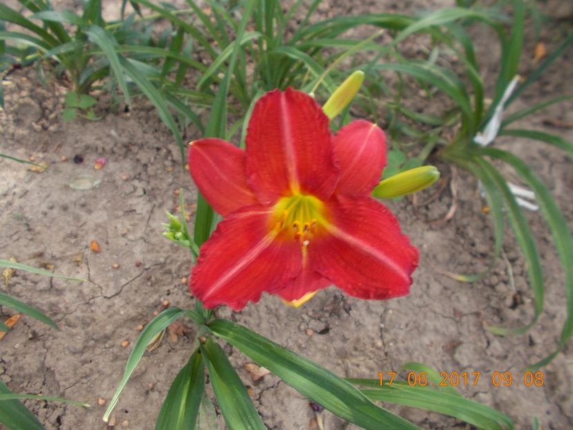 amadeus - HEMEROCALLIS 2017