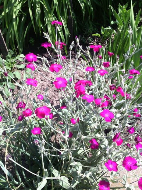  - 01-Flori din curtea mea 2017