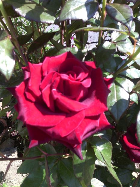  - 01-Flori din curtea mea 2017