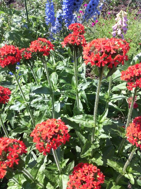  - 01-Flori din curtea mea 2017