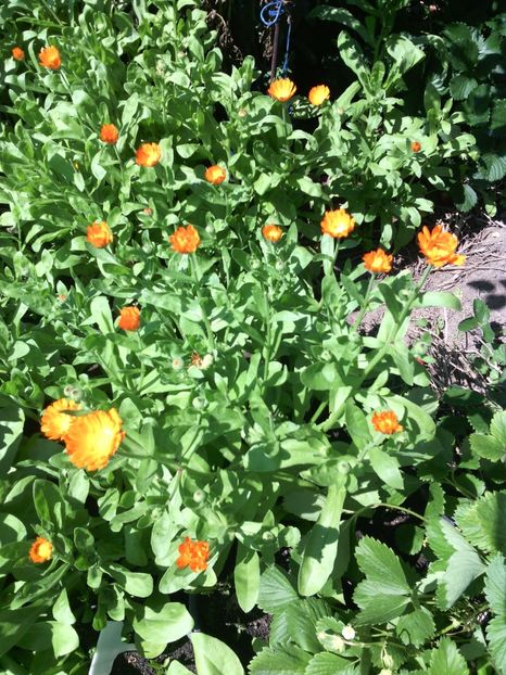  - 01-Flori din curtea mea 2017