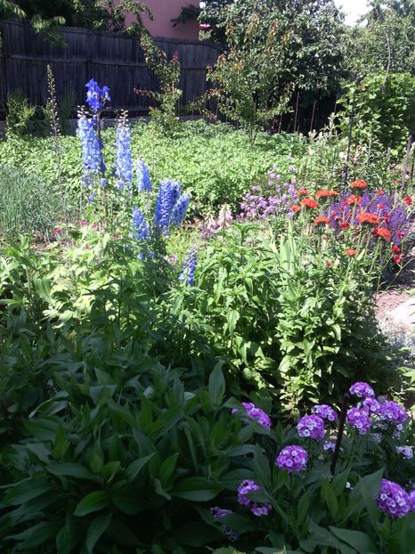  - 01-Flori din curtea mea 2017