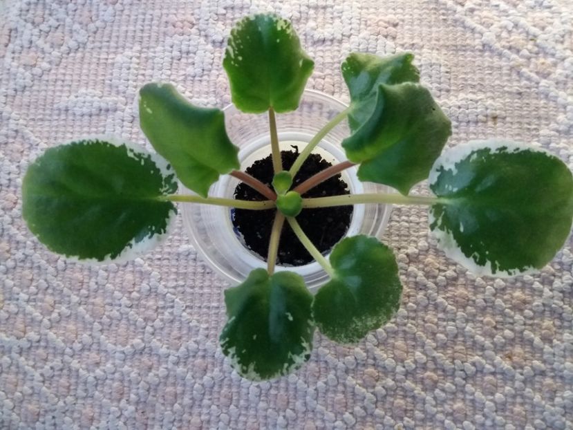 17 iunie - ZZ Ma s Corsage