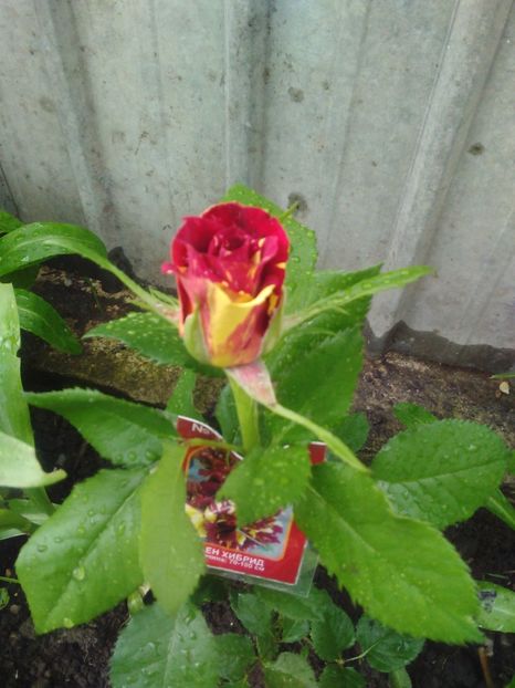 Hocus pocud - Florile mele